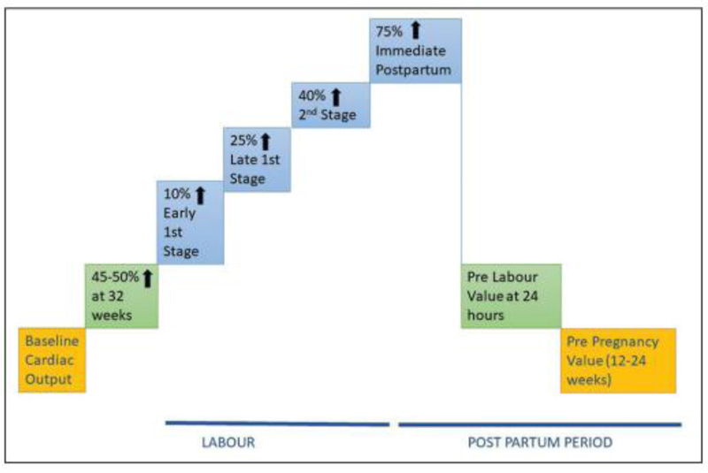 Maternal Physiological Changes During Pregnancy